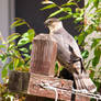 Coopers Hawk 3