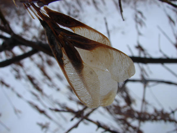 Winter Butterfly