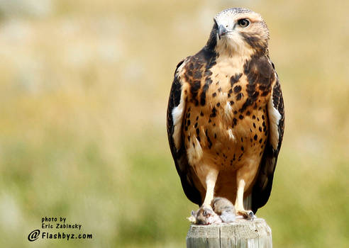 Swainson's Hawk with kill