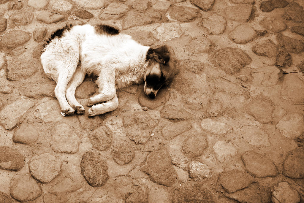 Sepia Canine