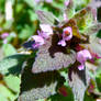 Purple dead nettle close up