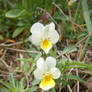 White Jonny jump up flowers