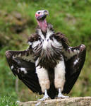 Lapped-faced Vulture III by Parides