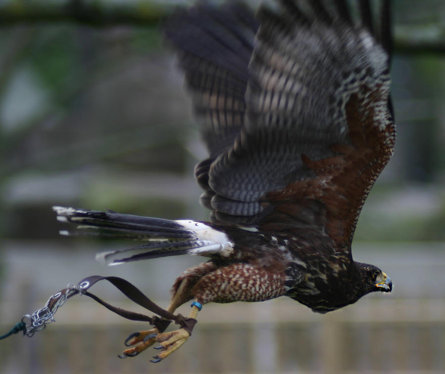 Harris-Hawk V