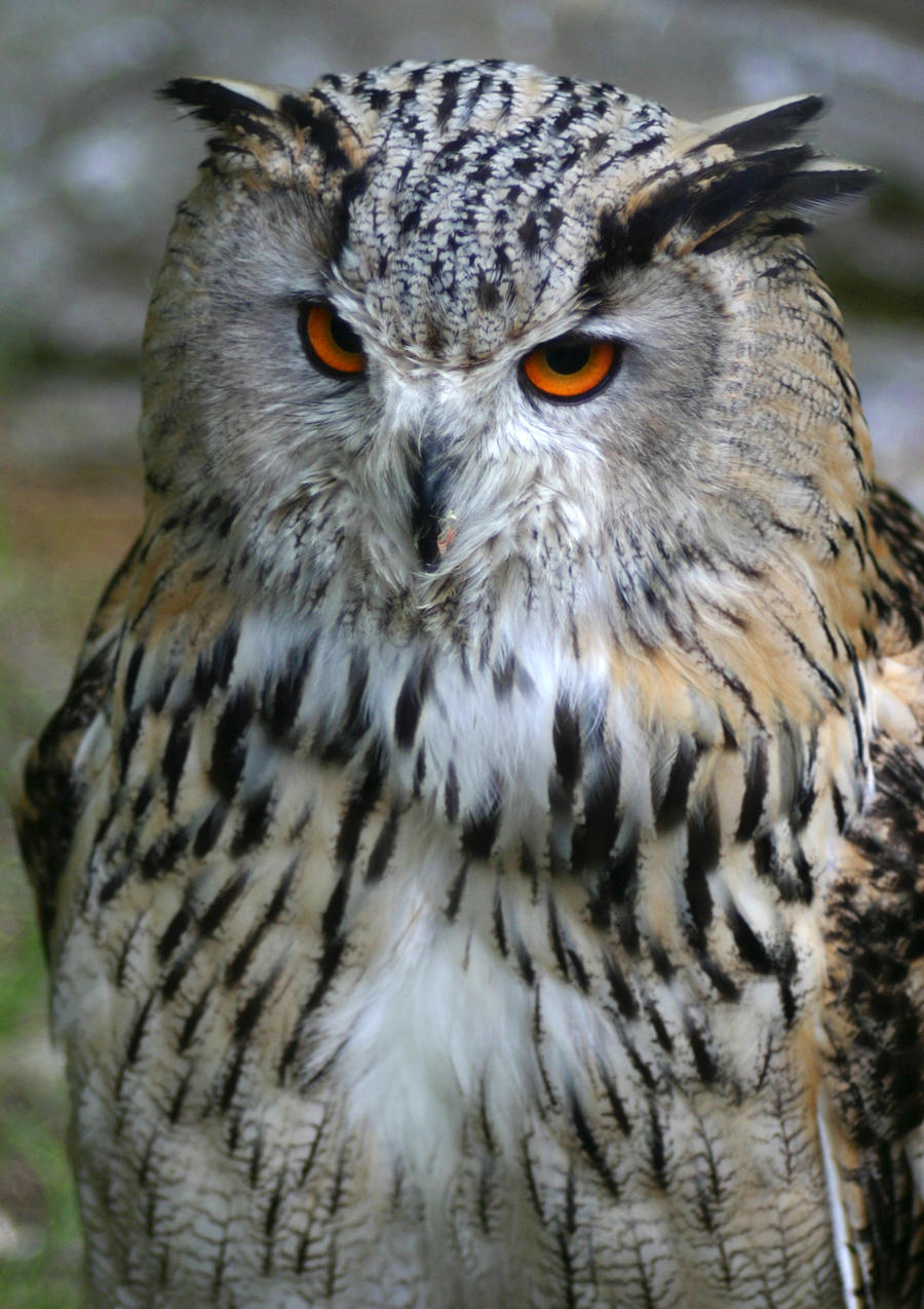 Eurasian Eagle-Owl VI