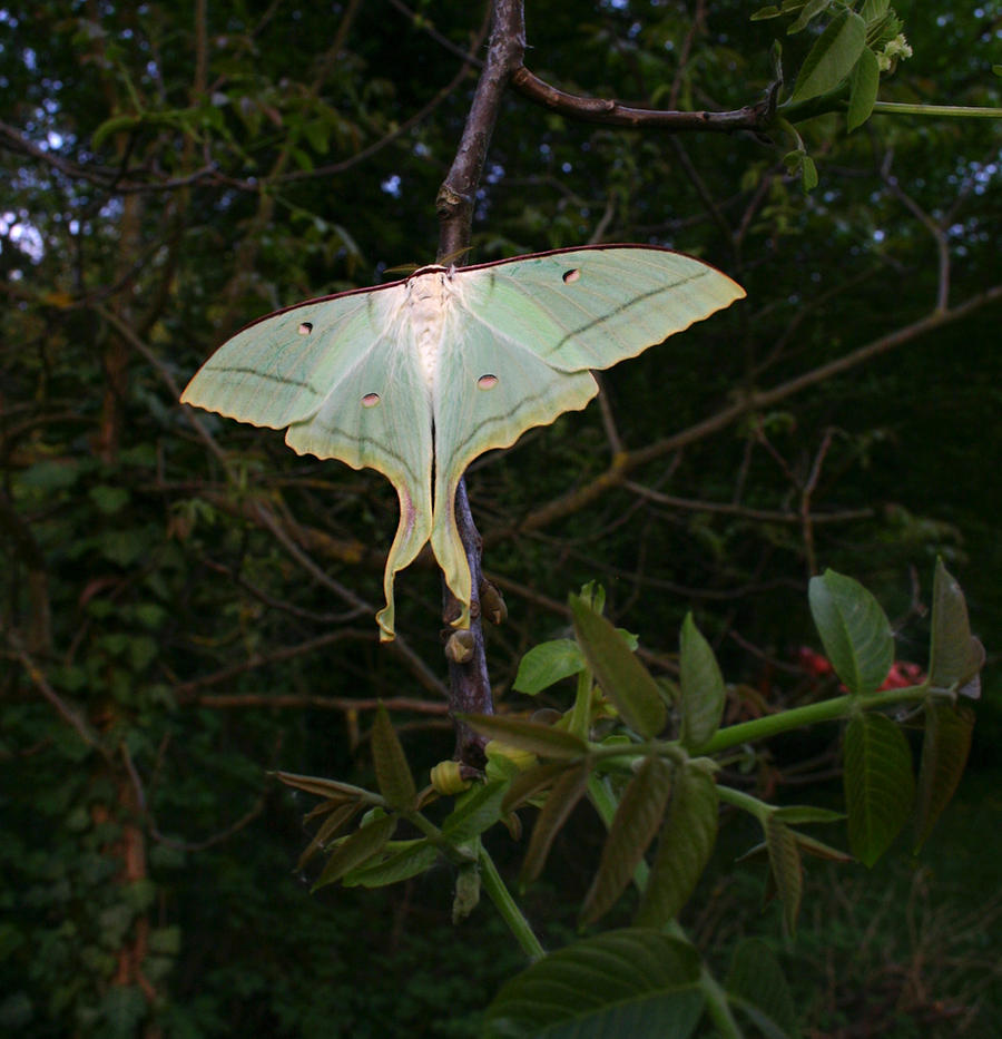 Chinese Moon Moth