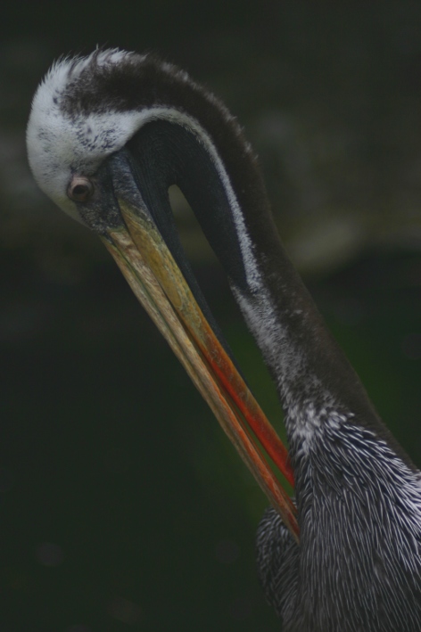 Brown Pelican