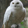Snowy Owl III