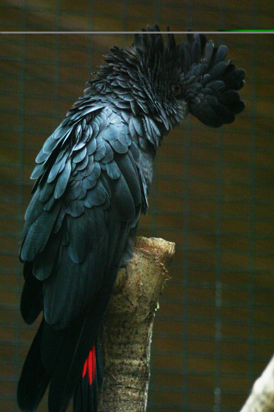 Red-tailed Black Cockatoo