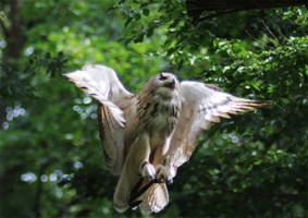 Eurasian Eagle Owl X