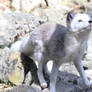 Arctic Fox VIII