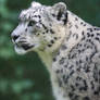 Snow leopard VI