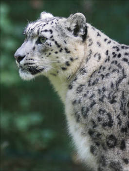 Snow leopard VI