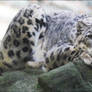 Snow leopard VII