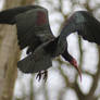 Northern Bald Ibis