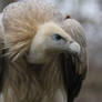 Griffon Vulture