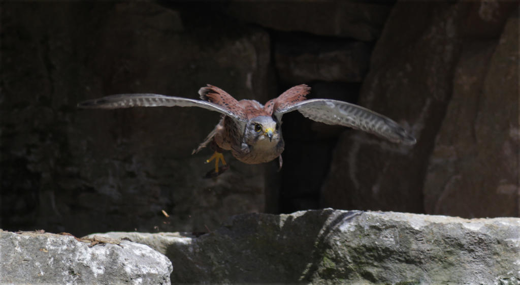 Common Kestrel