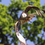 Red Kite