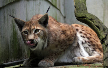 Eurasian lynx