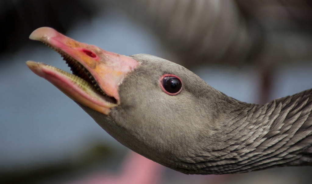 Greylag goose