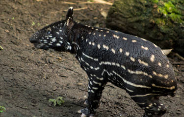 Malayan tapir