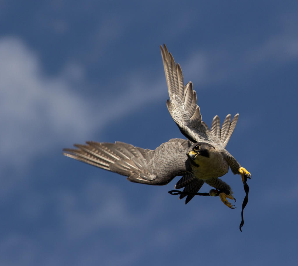 Pergrine Falcon by Parides on DeviantArt