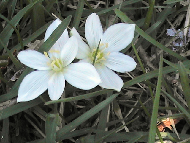 Flowers in the garden