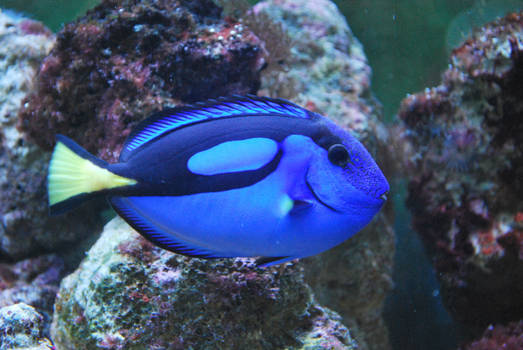 dory