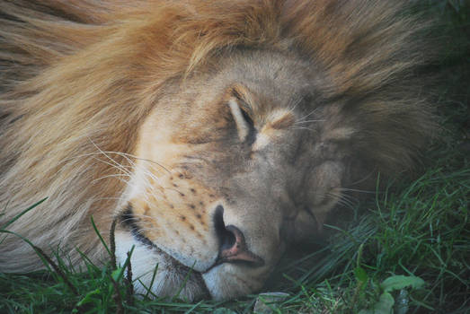 sleepy lion