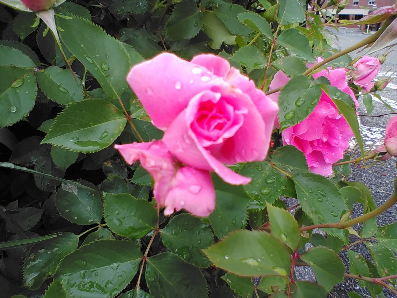 A perfect rose by YRYRho on DeviantArt