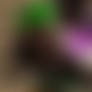 Monica's House Party V (Censored)
