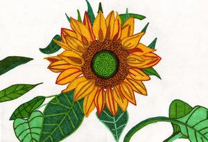 Sunflower