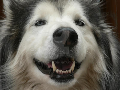 Happy Malamute X Husky