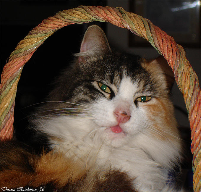 Kitty Raspberry by SeductiveByatch on DeviantArt