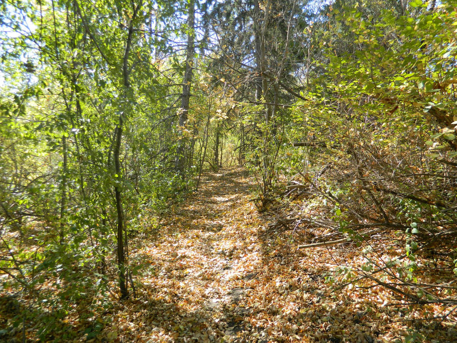 the path less traveled by JamesWorkman on DeviantArt