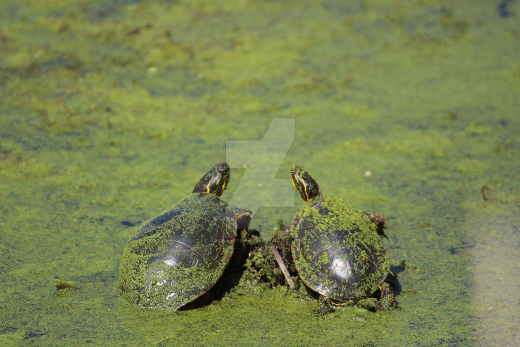 mossy turtle pals by JamesWorkman on DeviantArt