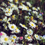 flowers in the window