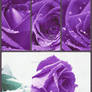 purple roses