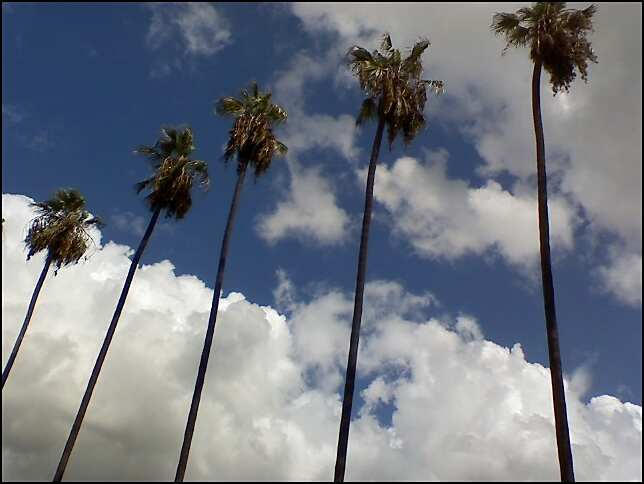 LA Palm Trees by villa1n on DeviantArt