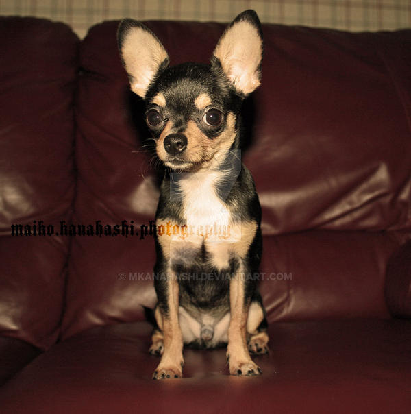 couch chihuahua