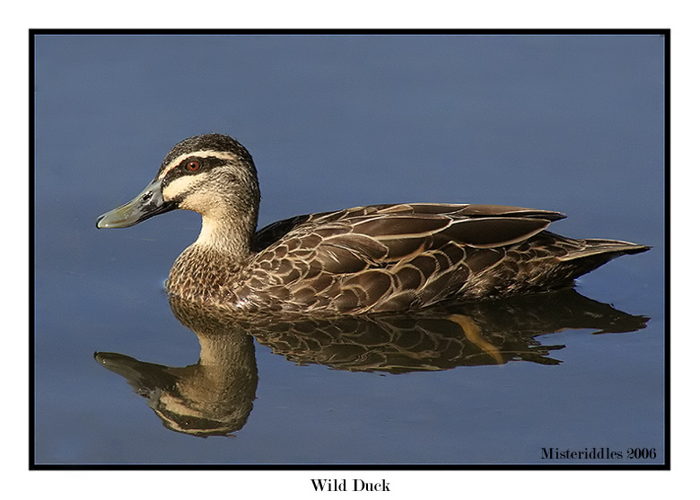 Wild Duck