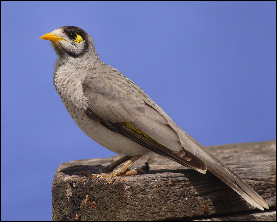 Noisy Miner