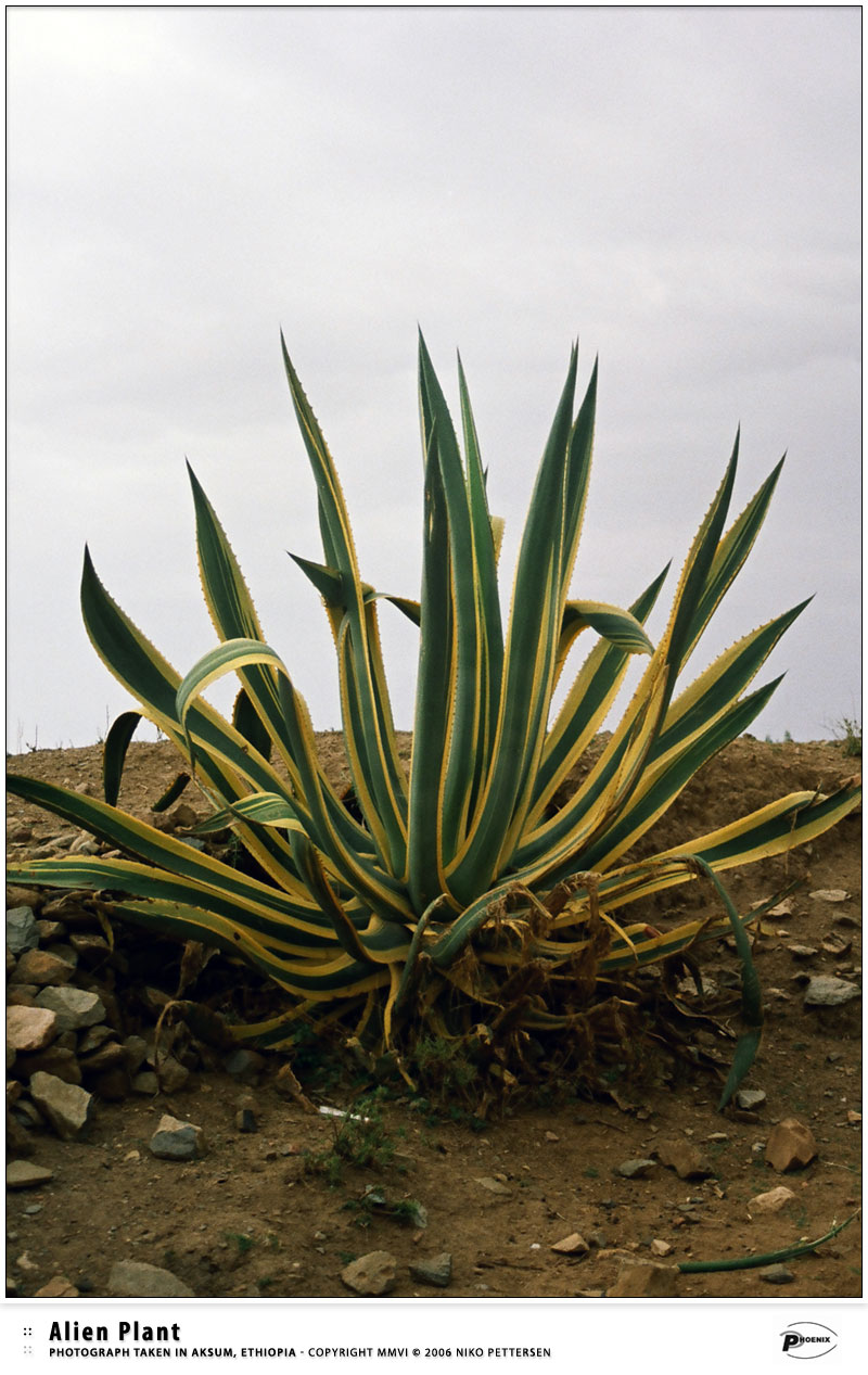 Ethiopia - Alien Plant