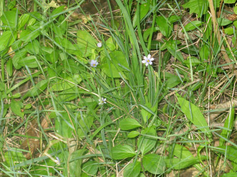 Blue eyed grass