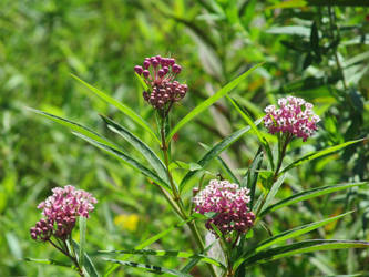 Swamp Milkweed