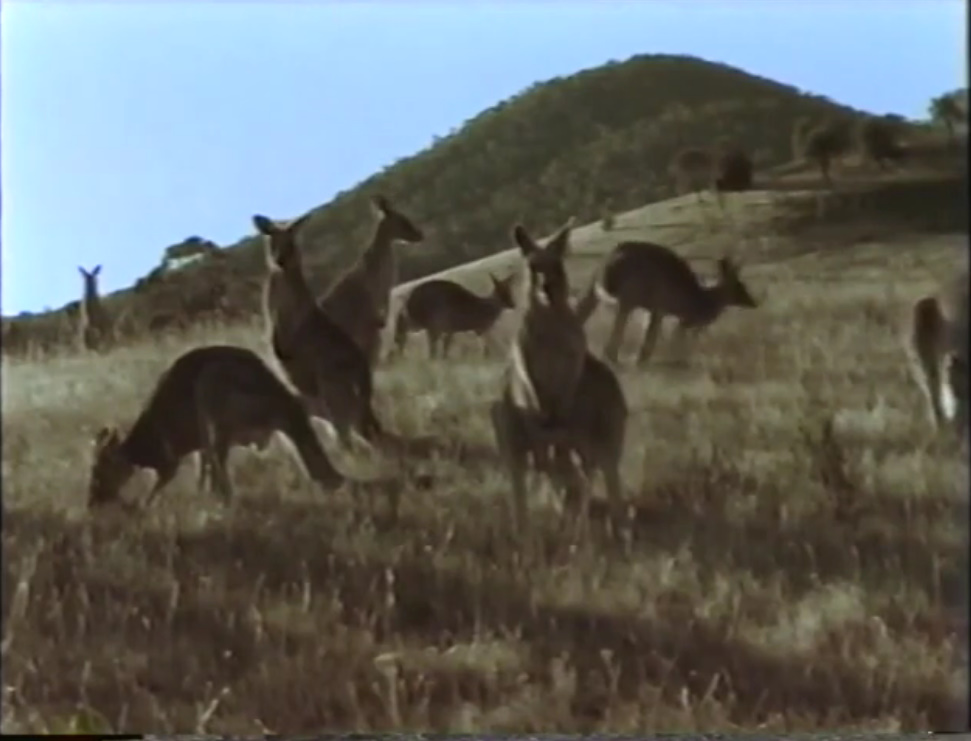 A lot of Kangaroos in Australia by Kidsongs07 on DeviantArt