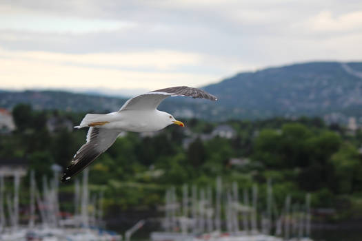 Seagull in Oslofjord