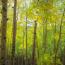 Aspen Glow v2006