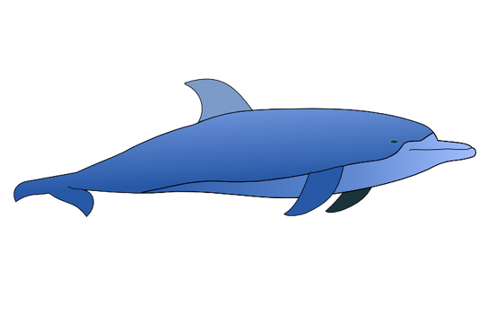 Dolphin