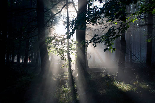 Woodland Rays 1